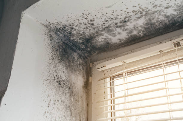 Affordable Mold Remediation solutions in South Hamilton, MA